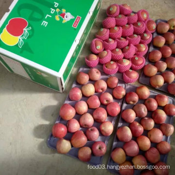 Top Quality of Fresh Red Qinguan Apple